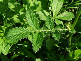 Agrimonia eupatoria